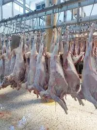 Frozen Chicken (Halal) Premium Quality Pack