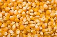 Premium Maize Corn Export Grade