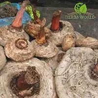 Jergan sacha  (Dracontium Loretense) Powder