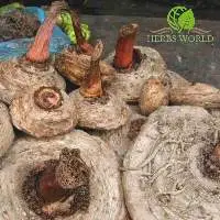 Jergan sacha (Dracontium Loretense) Powder