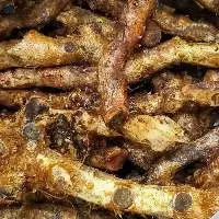 Kalawalla Calaguala Polypodium Leucotomos Root