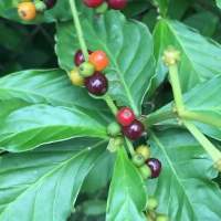 Psychotria Viridis Leaves Chacruna Powder