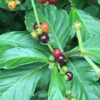 Psychotria Viridis Leaves Chacruna Powder