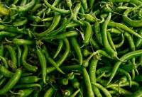 Fresh Vegetables