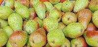 Fresh Fruits