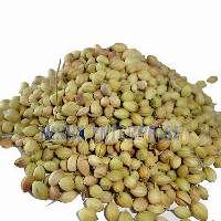 Dried Coriander Seeds
