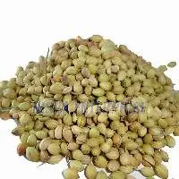 Dried Coriander Seeds