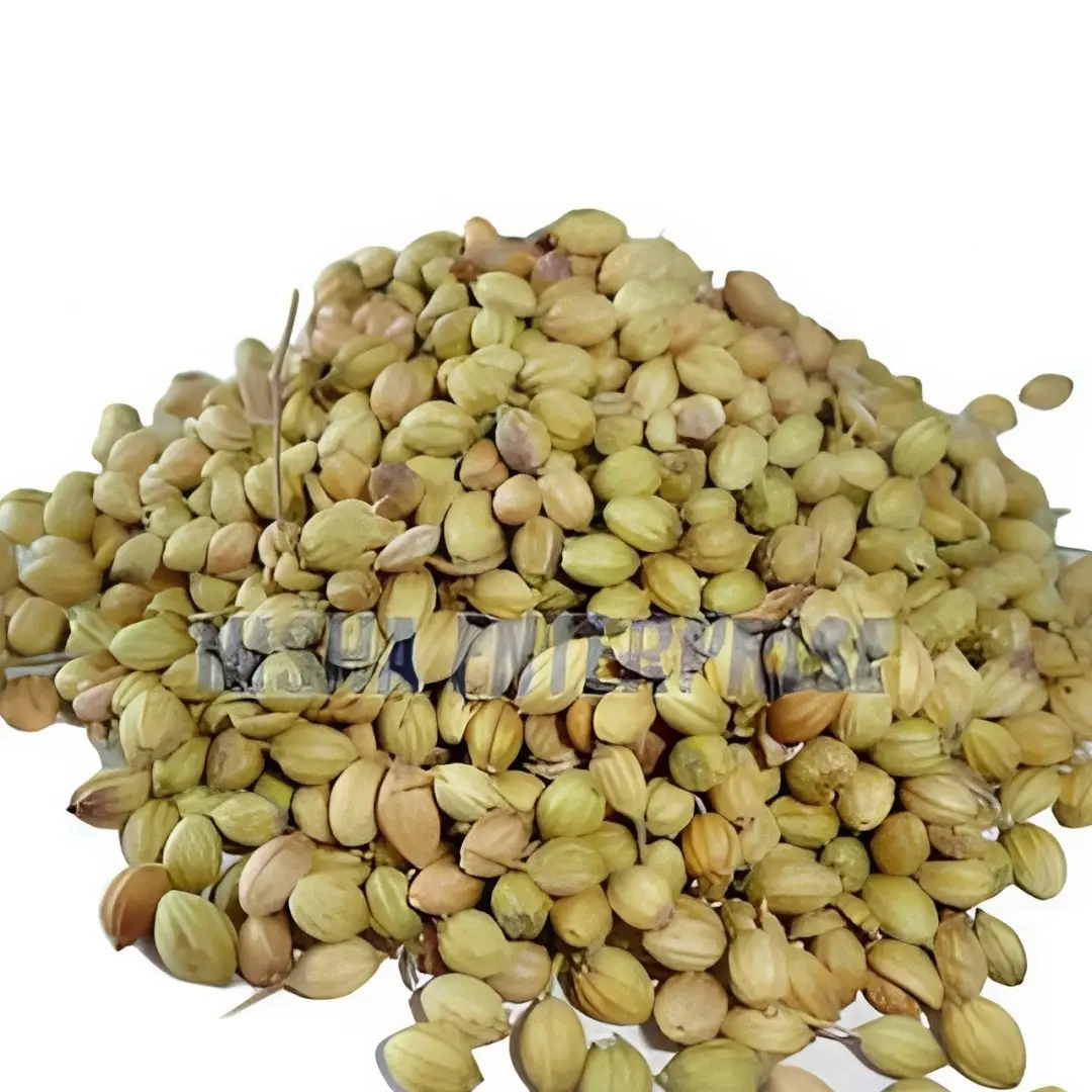 Dried Coriander Seeds