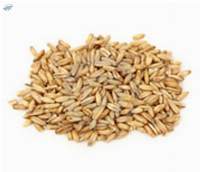 Oats