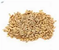Oats