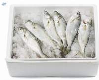 Frozen Fish