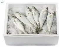 Frozen Fish