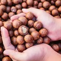 Conventional Macadamia