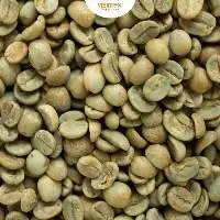 Wet Polished Robusta Screen 18