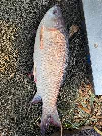 Rohu (Labeo rohita) Fish