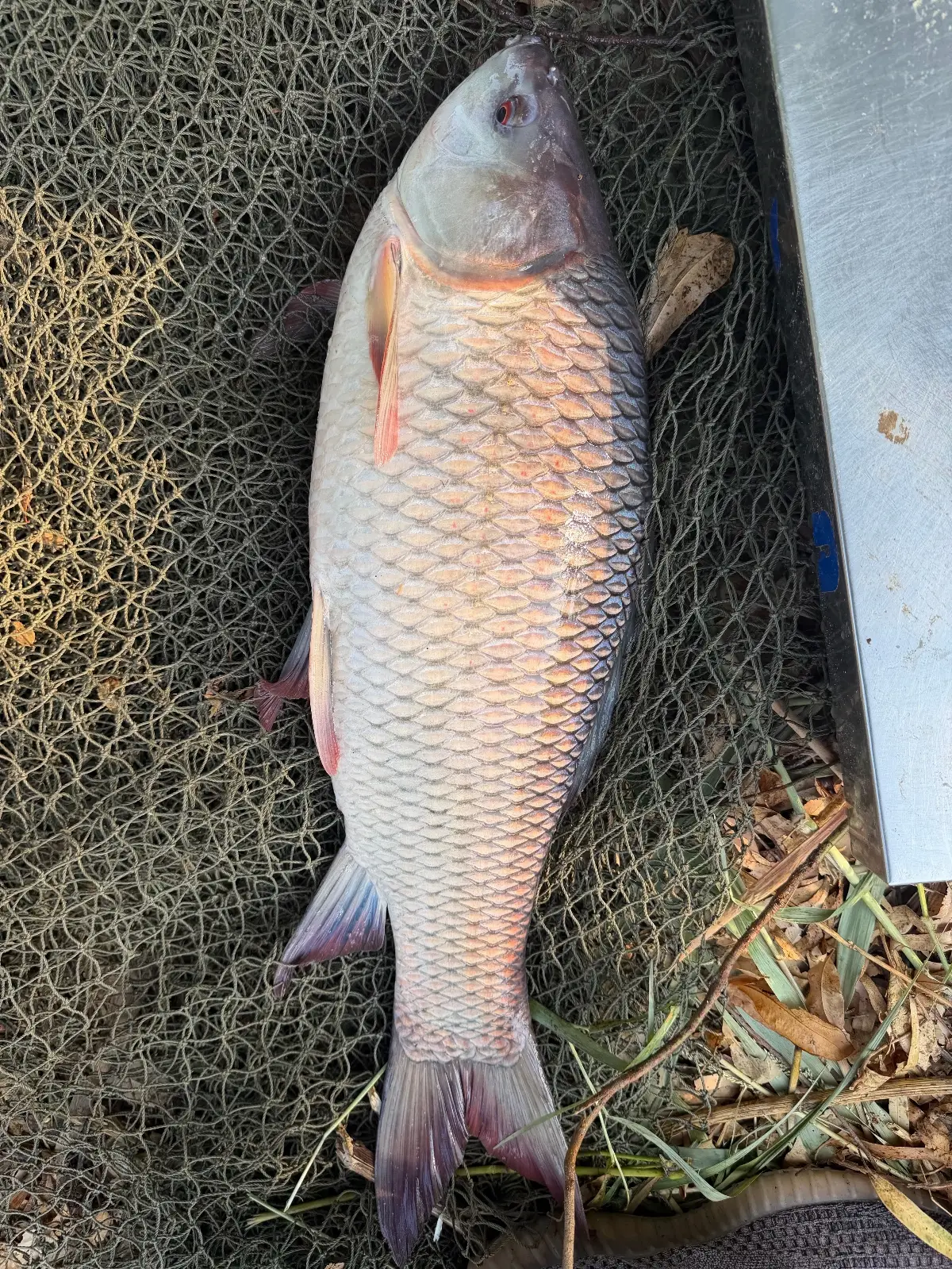 Rohu (Labeo rohita) Fish