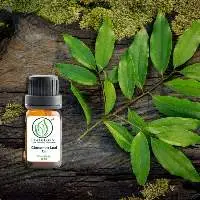 Cinnamon Leaf Oil
