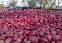 Fresh Red Onion (55mm Export Quality)