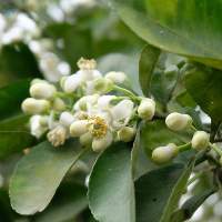 Pomelo Blossom Essential Oil