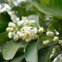 Pomelo Blossom Essential Oil