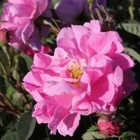 Damask Rose Essential Oil (Rose Otto)