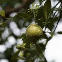 Green Mandarin Essential Oil