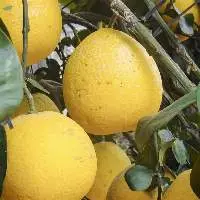 Dien Pomelo Essential Oil