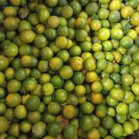Calamansi Essential Oil