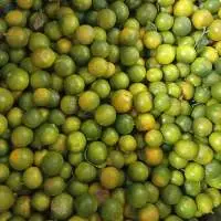 Calamansi Essential Oil