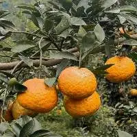 Vietnamese King Orange Essential Oil