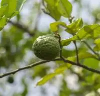 Kaffir Lime Essential Oil