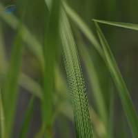 Lemongrass Essential Oil