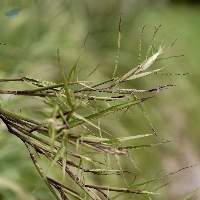 Citronella Essential Oil