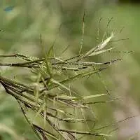 Citronella Essential Oil