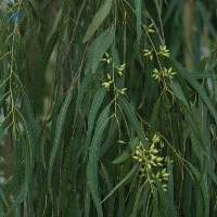 Eucalyptus Camaldulensis Essential Oil