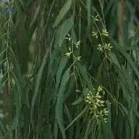 Eucalyptus Camaldulensis Essential Oil