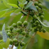 Mountain Pepper (Maychang) Essential Oil