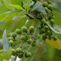 Mountain Pepper (Maychang) Essential Oil