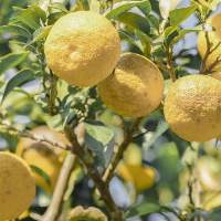Misho Yuzu Essential Oil