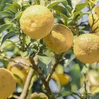 Misho Yuzu Essential Oil