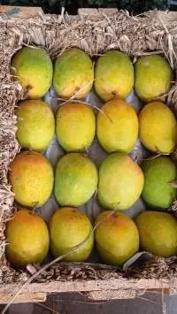 180gm Alphonso Mango