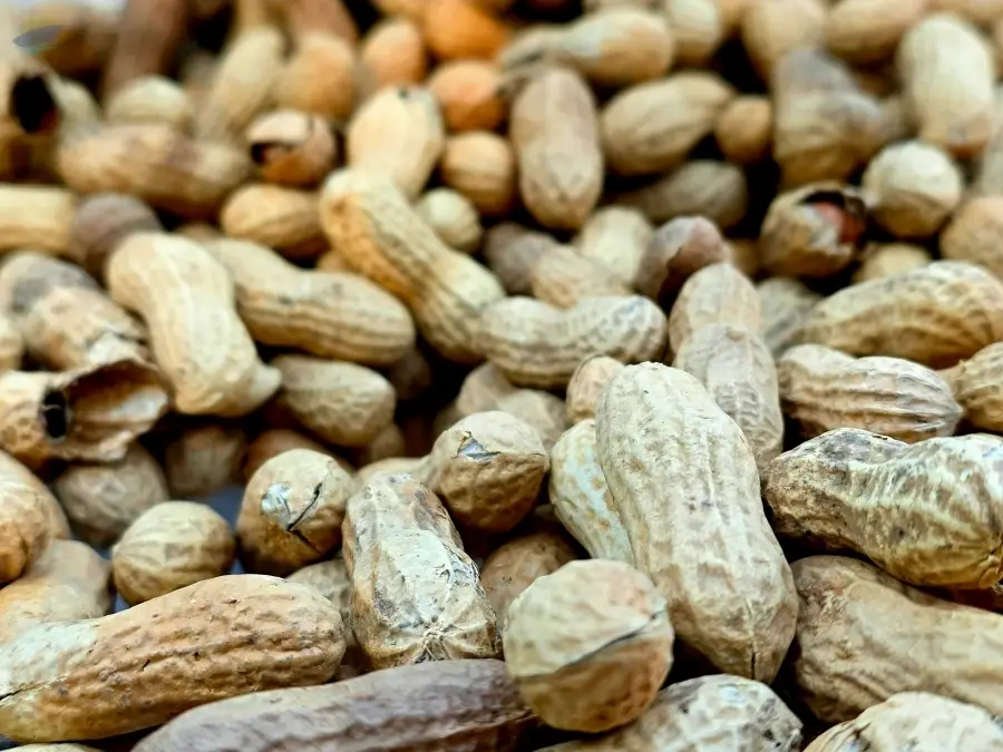 Peanuts (Groundnuts) Premium Grade A