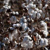 Cotton Premium Quality Agricultural Product