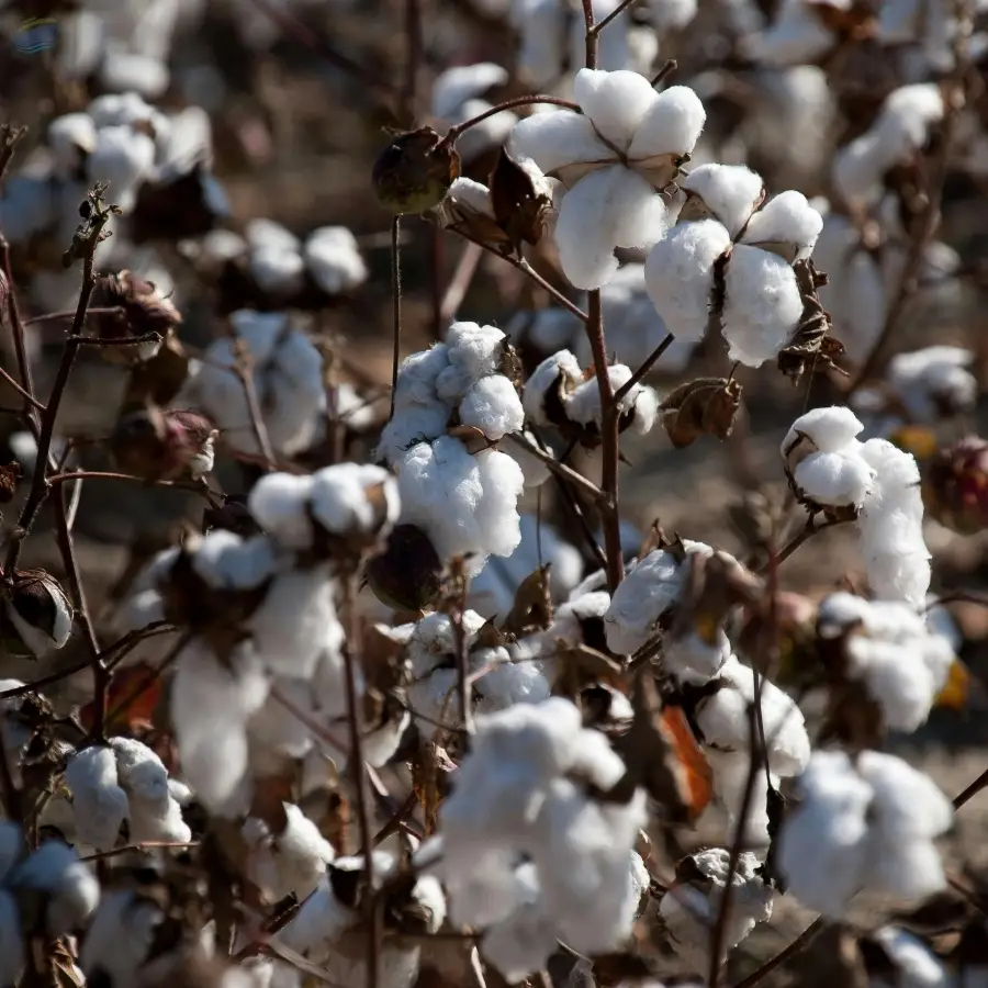 Cotton Premium Quality Agricultural Product