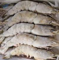 Premium Frozen Shrimp Export Grade