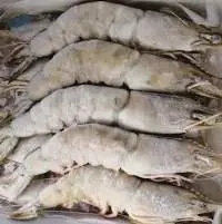 Premium Frozen Shrimp Export Grade