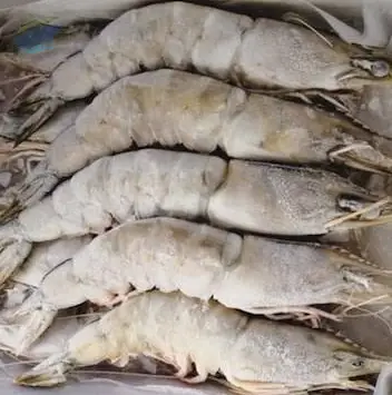 Premium Frozen Shrimp Export Grade