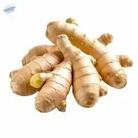 Premium Quality Export Grade Fresh Ginger