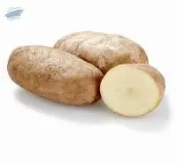 Potato