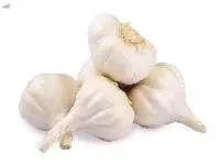 Premium Indian Fresh Garlic
